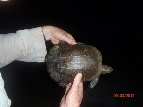 Dossière Trachemys terrapen