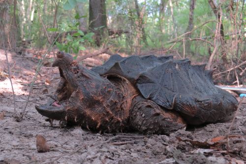 Macrochelys suwanniensis