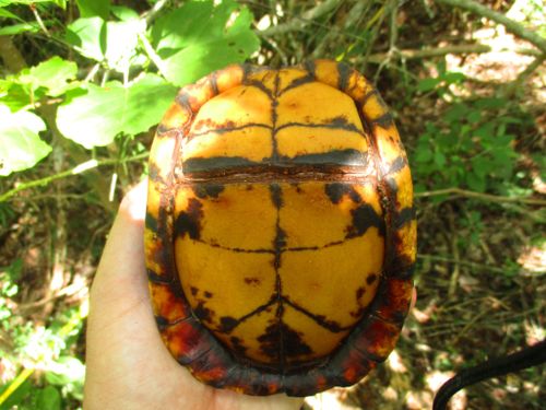 Plastron Terrapene yucatana