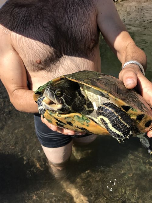 Tête Trachemys nebulosa nebulosa