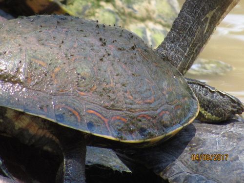 Dossière Trachemys nebulosa hiltoni