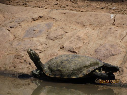 Trachemys nebulosa hiltoni