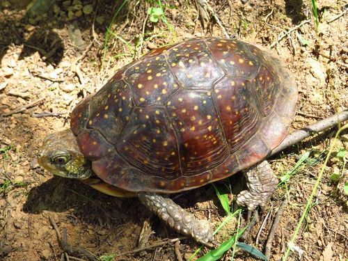 Dossière Terrapene nelsoni nelsoni