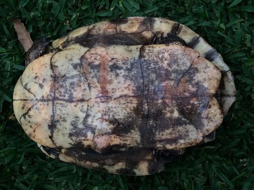 Plastron Trachemys grayi