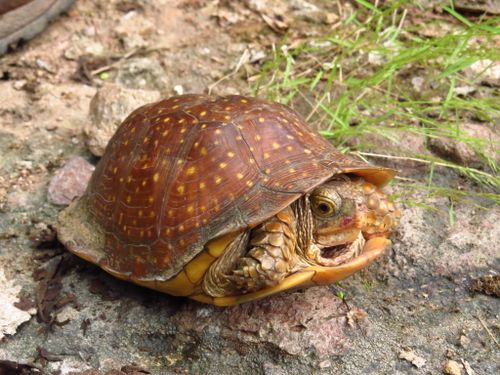 Terrapene nelsoni nelsoni