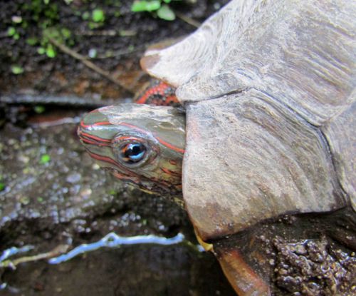 Tête Rhinoclemmys pulcherrima manni