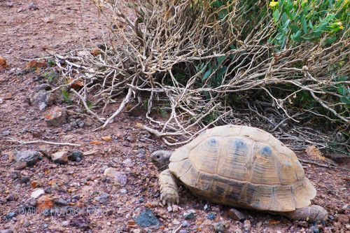 Testudo graeca zarudnyi