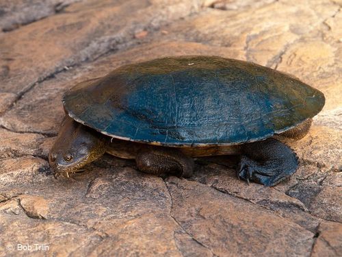 Chelodina burrungandjii