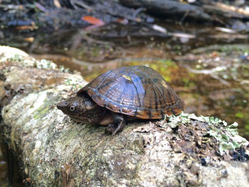 Sternotherus intermedius