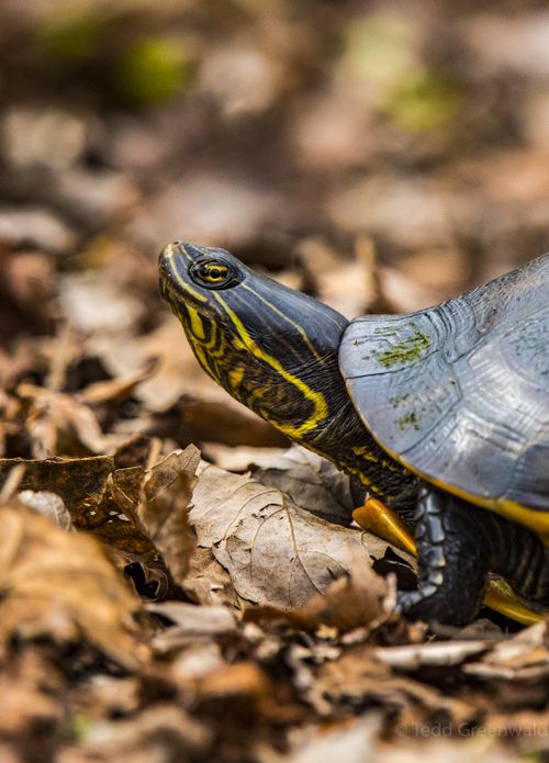 Tête Deirochelys reticularia