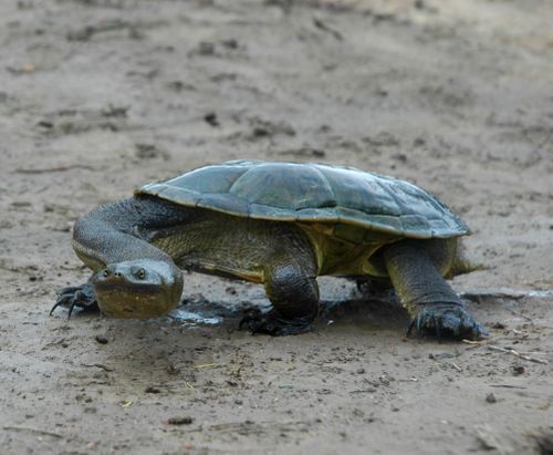 Chelodina oblonga