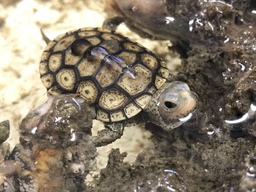 Juvénile Malaclemys terrapin macrospilota