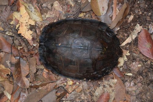 Dossière Cyclemys dentata