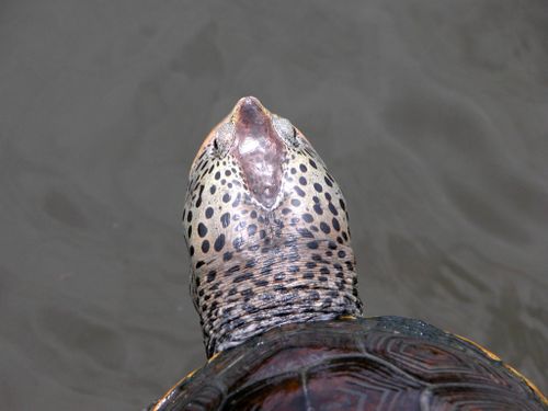 Tête Malaclemys terrapin pileata