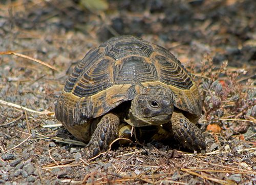 Testudo graeca ibera