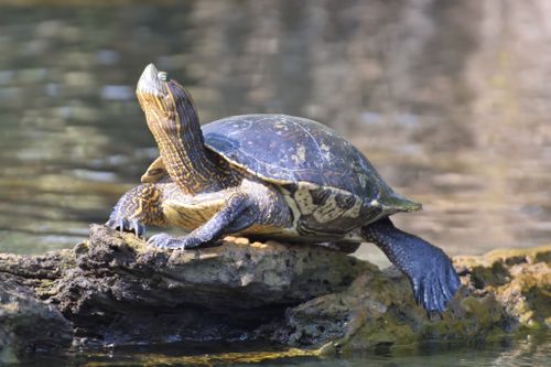 Trachemys ornata