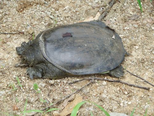 Dossière Pelodiscus maackii