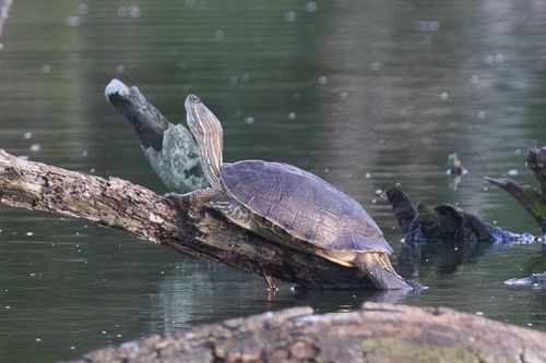 Trachemys decussata