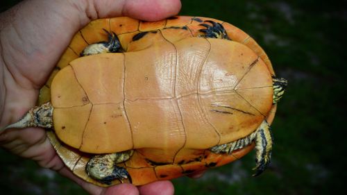 Plastron Deirochelys reticularia chrysea