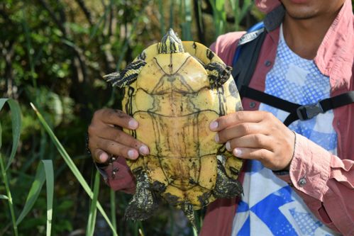 Plastron Trachemys venusta iversoni