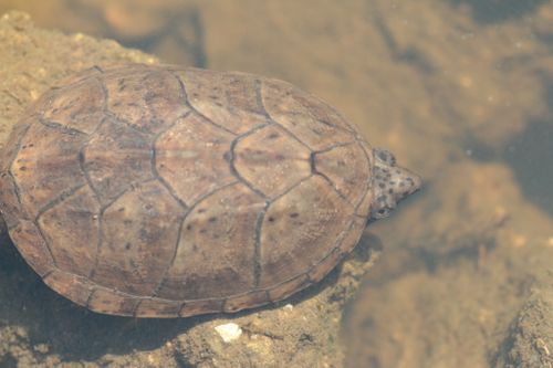 Dossière Sternotherus minor