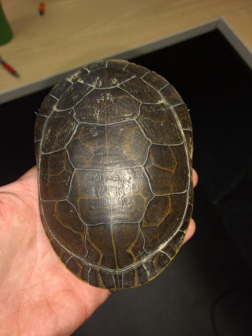 Dossière Deirochelys reticularia miaria