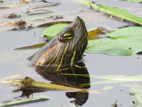 Tête Trachemys grayi emolli