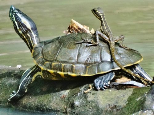 Trachemys grayi panamensis