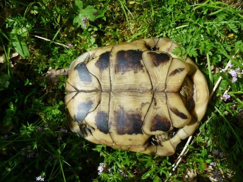 Plastron Testudo hermanni boettgeri