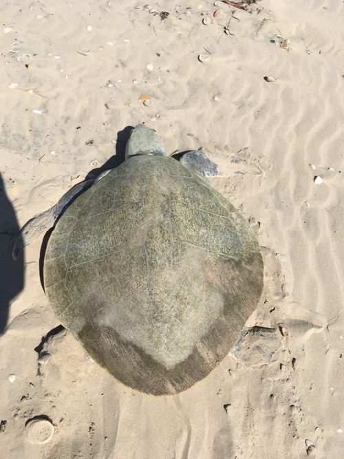 Dossière Lepidochelys kempii