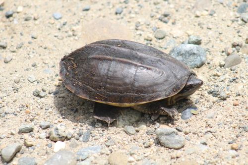 Staurotypus salvinii