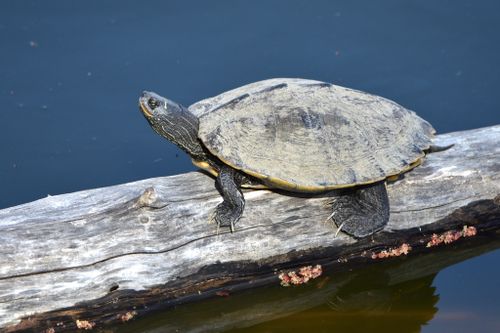 Graptemys pseudogeographica pseudogeographica