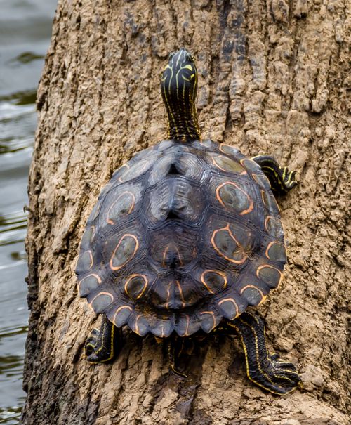 Dossière Graptemys oculifera