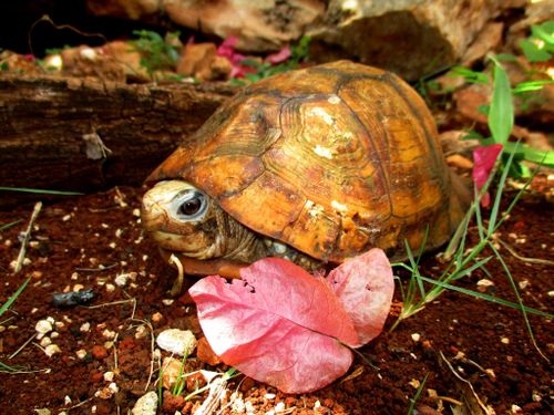 Terrapene yucatana