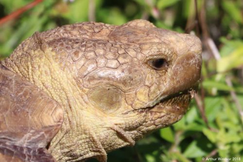 Tête Centrochelys sulcata