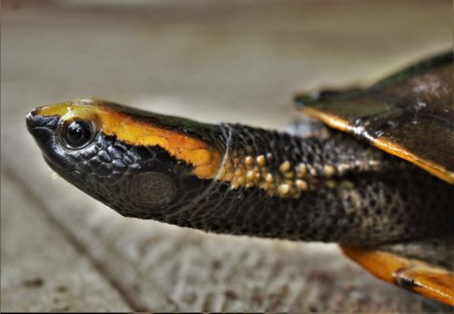 Tête Platemys platycephala