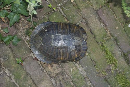 Dossière Trachemys scripta troostii