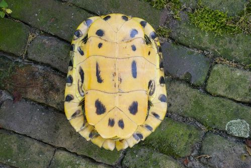 Plastron Trachemys scripta troostii