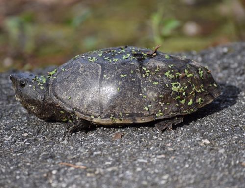 Sternotherus minor