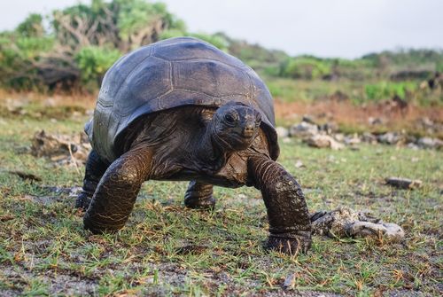 Aldabrachelys gigantea gigantea