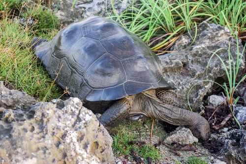 Dossière Aldabrachelys gigantea gigantea