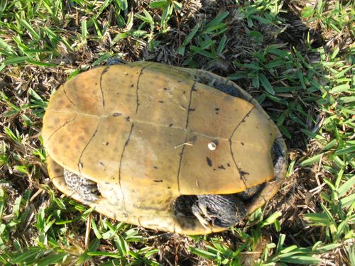 Plastron Malaclemys terrapin pileata