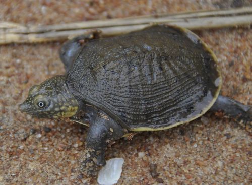 Juvénile Cyclanorbis senegalensis