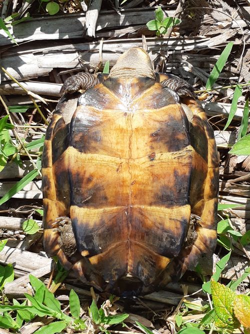 Plastron Siebenrockiella crassicollis