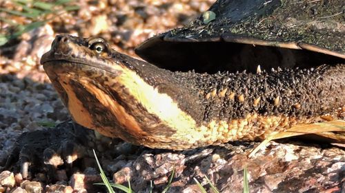 Tête Hydromedusa tectifera