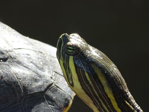 Tête Trachemys venusta venusta