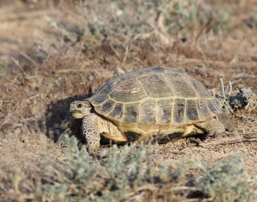 Testudo horsfieldii