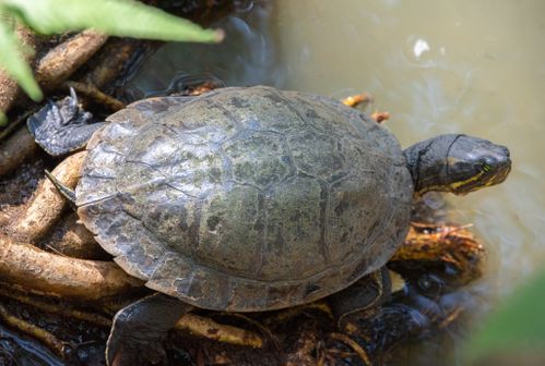 Dossière Trachemys grayi panamensis