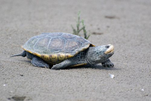 Malaclemys terrapin pileata