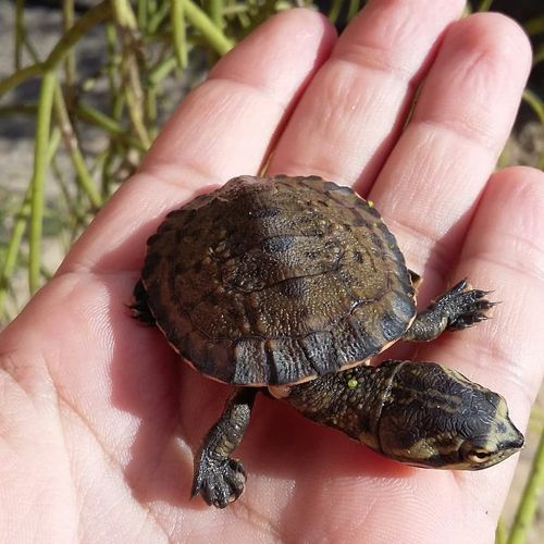 Juvénile Phrynops geoffroanus